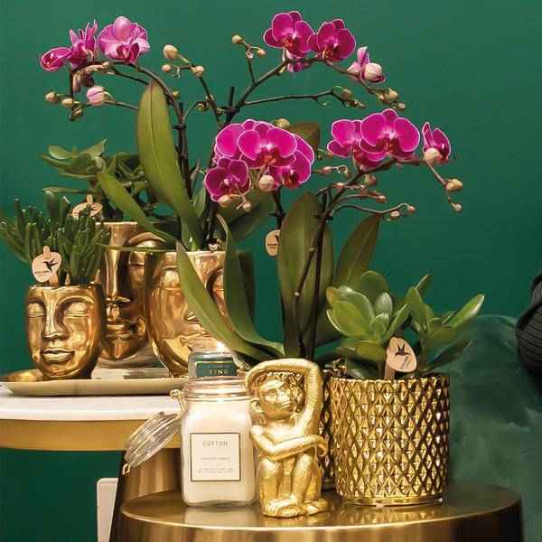 Image of Phalaenopsis – Orchidee – Morelia – Fliederfarben – Ø9cm – ca. 35cm hoch – Inkl. goldener Diamond – Ziertopf – Blühende Zimmerpflanze mit 2-3 Zweigen-4