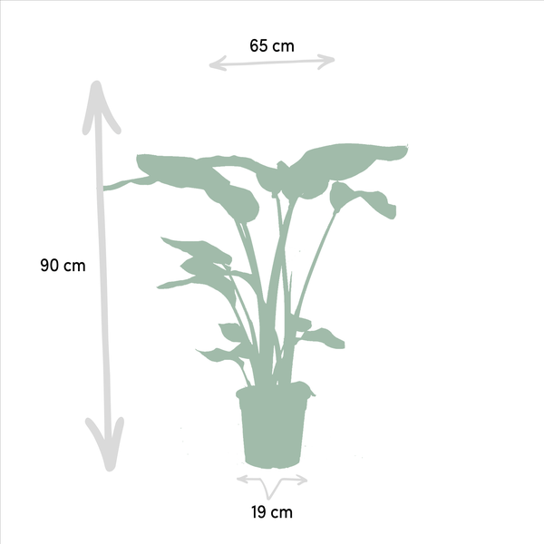 Image of Pflanzenset Strelitzia Nicolai & Monstera Deliciosa Ø19cm Ø21cm ↕75cm – pflegeleichtes Pflanzen Set für Urban Jungle, Fensterbank, Wohnzimmer-4