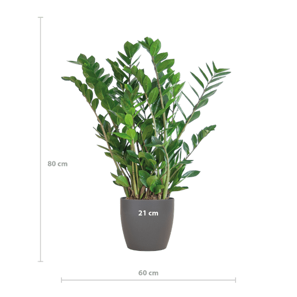 Image of Zamioculcas Zamiifolia Glücksfeder – robuste Zimmerpflanze ↕80cm Ø21cm – pflegeleichte Smaragdpalme im nachhaltigen Viber Topf Grau-1