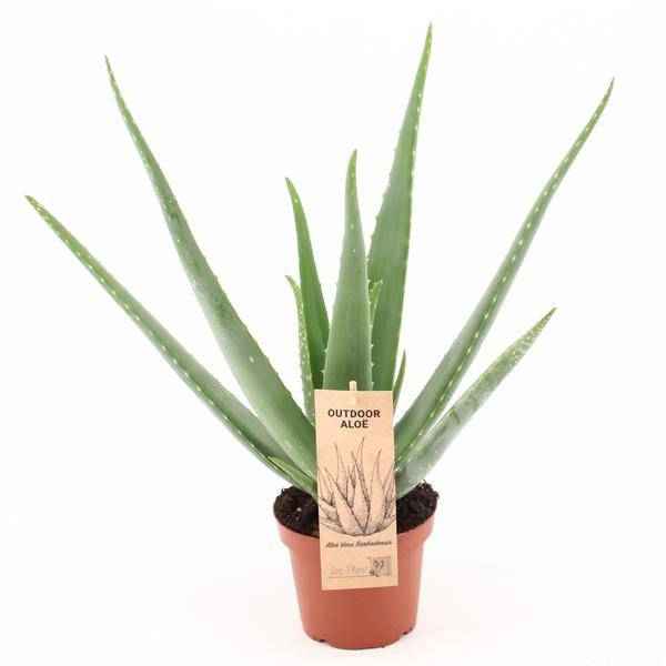Image of Aloe Vera – Echte Aloe – Ø14cm – ↕45cm Pflanze – Pflegeleichte Heilpflanze für Zuhause & Büro-0
