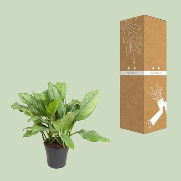 Image of Kolbenfaden Aglaonema B.J. Freedman Zimmerpflanze Ø24cm ↕70cm – pflegeleichte Grünpflanze für Wohnzimmer, Büro & helle Standorte kaufen