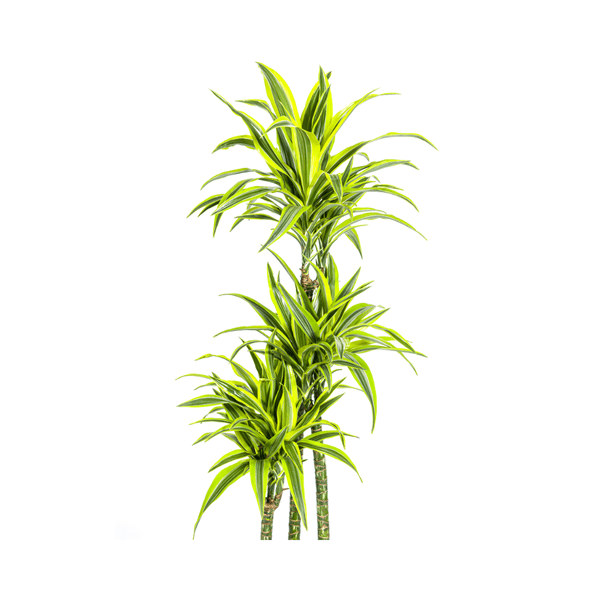 Image of Drachenbaum Dracaena Deremensis Lemon Lime Zimmerpflanze Ø27cm ↕180cm – pflegeleichte Grünpflanze für Wohnzimmer, Büro & helle Standorte kaufen