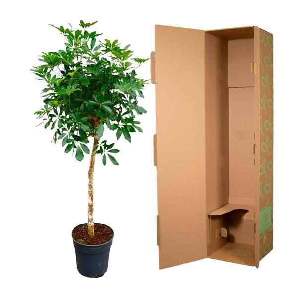 Image of Strahlenaralie – Schefflera auf Stiel – Zimmerpflanze 170cm – Ø35cm – Immergrüne Grünpflanze mit handförmigen Blättern – Tropische XXL-2