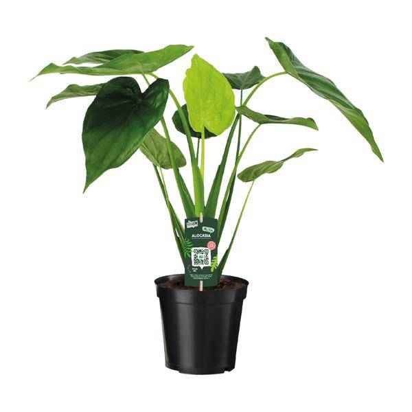 Image of Alocasia Cucullata – Elefantenohr – Ø19cm x H55cm – Tropische Zimmerpflanze mit großen grünen Blättern – Pflegeleicht & dekorativ