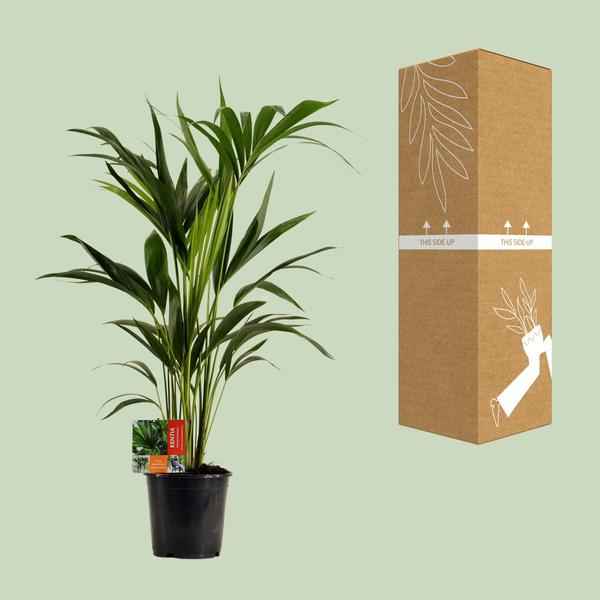 Image of Kentiapalme Howea Forsteriana Zimmerpflanze Ø19cm ↕100cm – tropische Grünpflanze für Wohnzimmer, Büro & helle Standorte kaufen-2