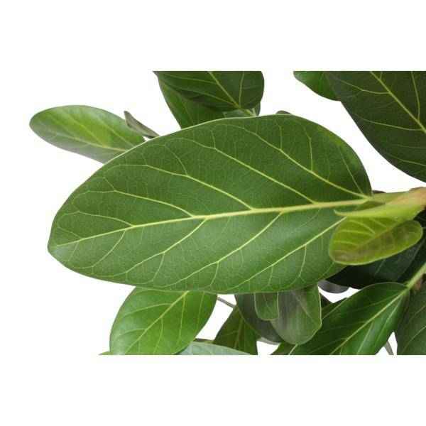 Image of Ficus Benghalensis – Banyan – Feige auf Stamm – ca. 150cm Höhe – Zimmerpflanze mit großen glänzenden Blättern – Topfgröße Ø34cm – Elegante Innenraum