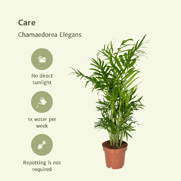 Image of Mexikanische Bergpalme – Chamaedorea Elegans – 2 Pflanzen – Zimmerpflanze – Ø12cm – ↕40cm-4