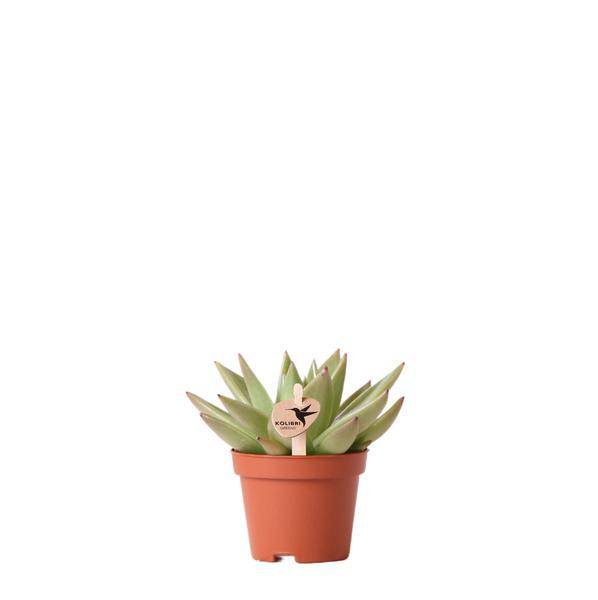 Image of Sukkulente Echeveria Miranda – Grüne Rosettenpflanze – Ø6cm – Pflegeleichte Zimmerpflanze – In Blumenerde – Für helle Standorte-0