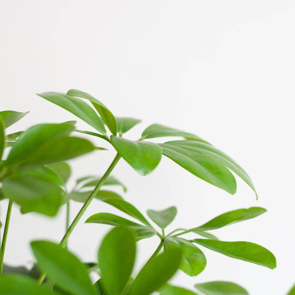 Image of Schefflera Arboricola Nora – Birkenfeige – Zimmerpflanze + Blumentopf Sofia Natur – ↕70cm – Ø21cm – Handförmige Blätter – Pflegeleicht & dekorativ-4