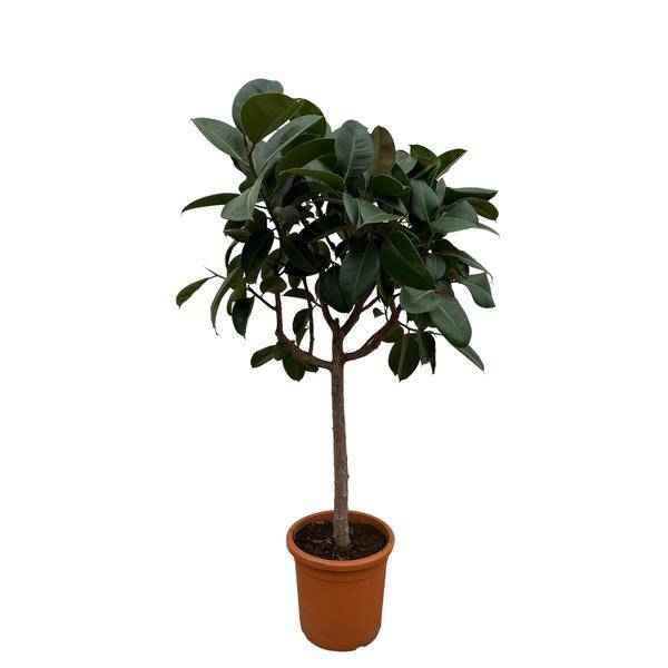Image of Gummibaum Ficus Elastica Robusta Zimmerpflanze Ø40cm ↕170cm – pflegeleichte Grünpflanze für Wohnzimmer, Büro & helle Standorte kaufen-0