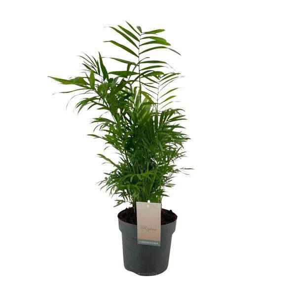 Image of Mexikanische Bergpalme Chamaedorea Elegans – Ø17cm – ↕50cm – Pflegeleichte Zimmerpalme mit luftreinigend-0