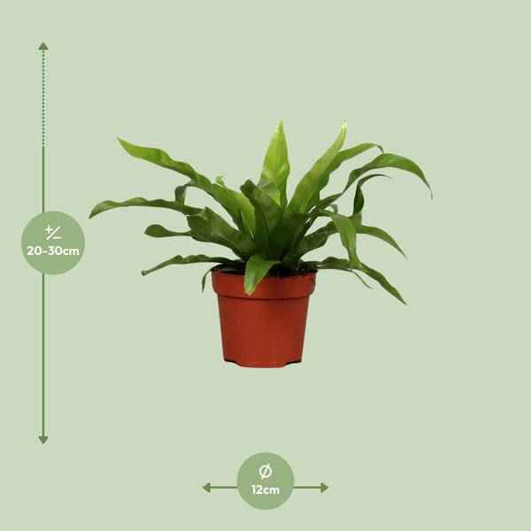 Image of Nestfarn Asplenium antiquum – Zimmerpflanze – Ø12cm – ↕25cm – pflegeleichter Farn mit dekorativen, grünen Wedeln-1
