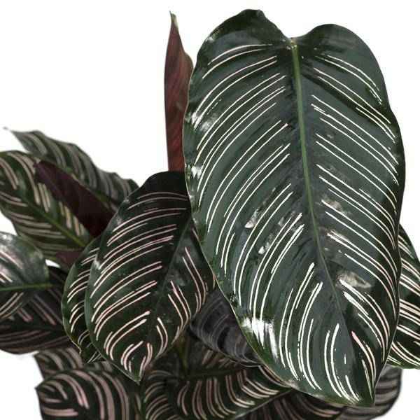Image of Calathea Ornata Korbmarante – Zimmerpflanze – Ø19cm ↕75cm – Dunkelgrüne Blätter mit rosa Streifen – Tropische Pflanze für Wohnräume-4