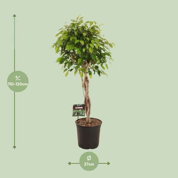Image of Birkenfeige – Ficus Benjamina Exotica – Ø27cm – ↕120cm – Große Zimmerpflanze mit üppigem, grünem Laub
