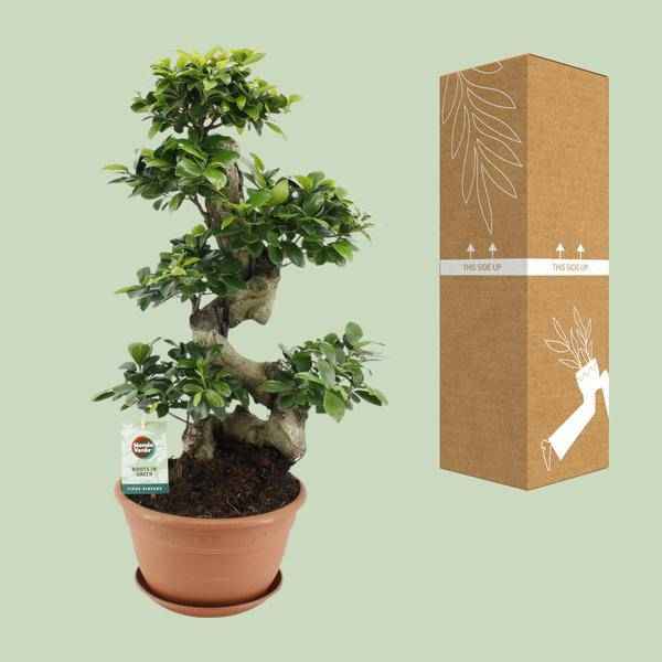 Image of Chinesische Feige Ficus Ginseng Zimmerpflanze Ø27cm ↕70cm – pflegeleichte Grünpflanze für Wohnzimmer, Büro & helle Standorte kaufen-2