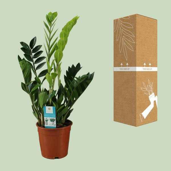Image of Glücksfeder Zamioculcas zamiifolia Zimmerpflanze Ø17cm ↕65cm – pflegeleichte Grünpflanze für Wohnzimmer, Büro & helle Standorte kaufen-2