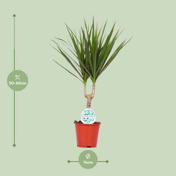 Image of Drachenbaum Dracaena Marginata Zimmerpflanze Ø14cm ↕55cm – pflegeleichte Grünpflanze für Wohnzimmer, Büro & helle Standorte kaufen-1