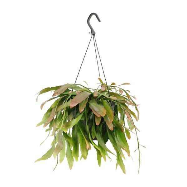 Image of Korallenkaktus Rhipsalis Red Coral – Ø17cm – ↕25cm – Hängende Zimmerpflanze ohne Dornen – Exotische Grünpflanze mit roten Trieben-0