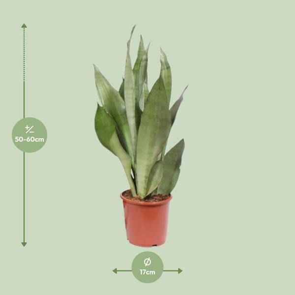 Image of Sansevieria Moonshine Bogenhanf 60cm 17cm Zimmerpflanze pflegeleicht sil Zimmerpflanze ↕60cm – pflegeleichte Grünpflanze für Wohnzimmer, Büro-1