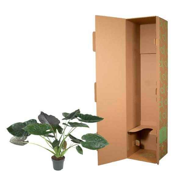 Image of Elefantenohr – Alocasia Wentii – Zimmerpflanze – 120cm – Ø32cm – tropische Pflanze mit großen pfeilförmigen Blättern in Dunkelgrün und Violett