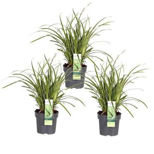 Image of Japan – Segge – Carex morrowii 'Icedance' – Immergrünes Ziergras – 3 Pflanzen – Ø14cm – Ca. 30cm hoch – Winterhart & pflegeleicht – Für Garten & Kübel-0