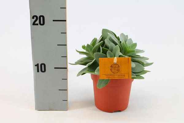 Image of Senecio Cephalophorus – Kreuzkraut Ruby Slippers – Sukkulente Zimmerpflanze oder Gartenpflanze – Ø10.5cm – Höhe ca. 15cm-1
