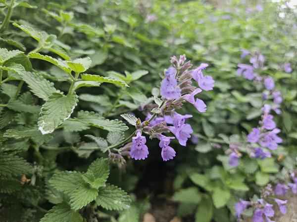 Image of Nepeta 'Walker's Low' – 60 Pflanzen – Katzenminze – Lavendelblaue Blüten – Bienen – & Schmetterlingsfreundlich – Pflegeleicht & Winterhart