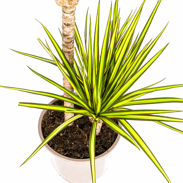 Image of Dracaena Marginata Sunray Drachenbaum – Zimmerpflanze Ø19cm – ca. 80-100cm hoch – Tropischer Akzent mit grünen und gelben Blättern-3