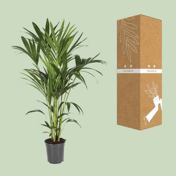 Image of Kentiapalme – Howea Forsteriana – Zimmerpflanze – Ø21cm – ↕120cm – Elegante & pflegeleichte Grünpflanze – Tropische Palme für Wohnzimmer & Büro-2