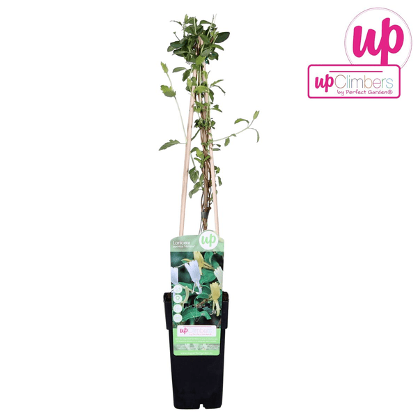 Image of Gelbbunte Geißschlinge – Lonicera japonica ‘Halliana’ – Ø15cm x ↕65cm – Weiß – gelbe, stark duftende Kletterpflanze-3