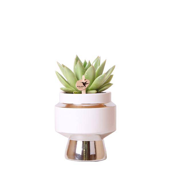 Image of Sukkulente Echeveria Miranda Zimmerpflanze Ø9cm – pflegeleichte Sukkulente für Wohnzimmer, Büro & helle Standorte kaufen-0
