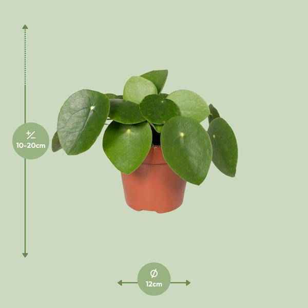 Image of Chinesischer Geldbaum – Pilea Peperomiodes (Aluminium – Pflanze) – Zimmerpflanze – Ø12cm – 20cm hoch – Halbschatten – Luftreinigend – Pflegeleicht-2