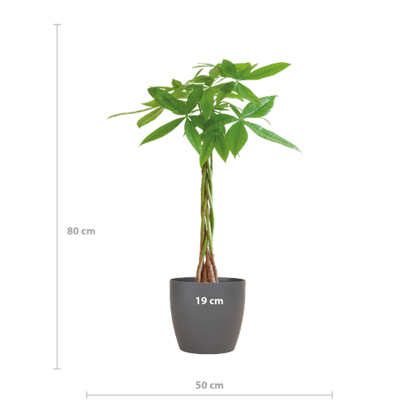 Image of Pachira Aquatica 80cm – Glückskastanie Geldbaum Zimmerpflanze Ø21cm – pflegeleichte Pflanze mit geflochtenem Stamm im nachhaltigen Viber Grau Topf-1