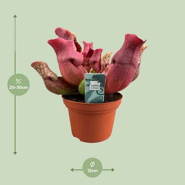 Image of Fleischfressende Pflanze Sarracenia Maroon – Schlauchpflanze – Ø12cm – ↕23cm – Exotische Zimmerpflanze mit auffälligen Kannen – Pflegeleicht & luftreinigend – Für Innen & geschützte Außenbereiche