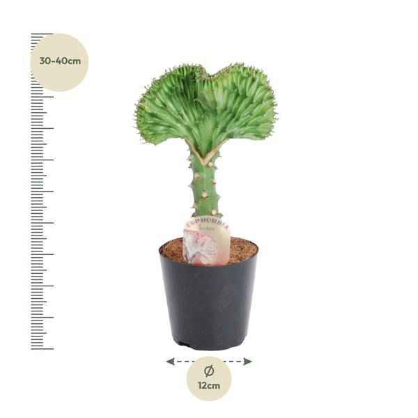 Image of Euphorbia lactea Cristata Grün – Korallen – Wolfsmilch – Zimmerpflanze – Höhe ca. 35cm – Ø12cm – Exotische Sukkulente in Korallenform-1