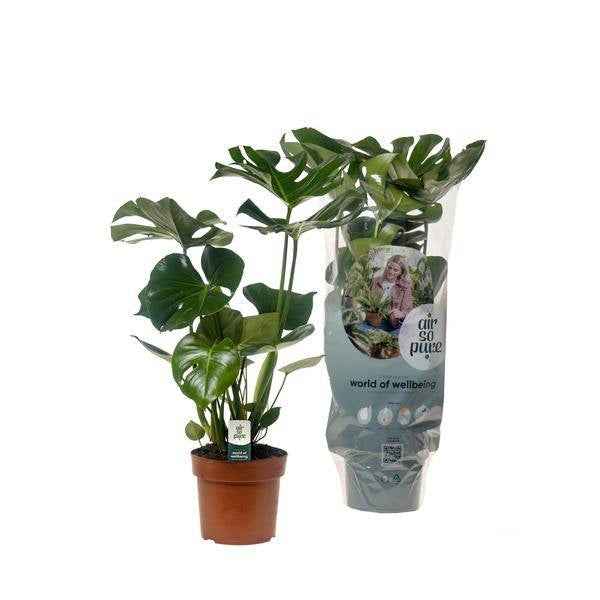 Image of Köstliches Fensterblatt Monstera Deliciosa Zimmerpflanze Ø17cm ↕55cm – pflegeleichte Grünpflanze für Wohnzimmer, Büro & helle Standorte kaufen