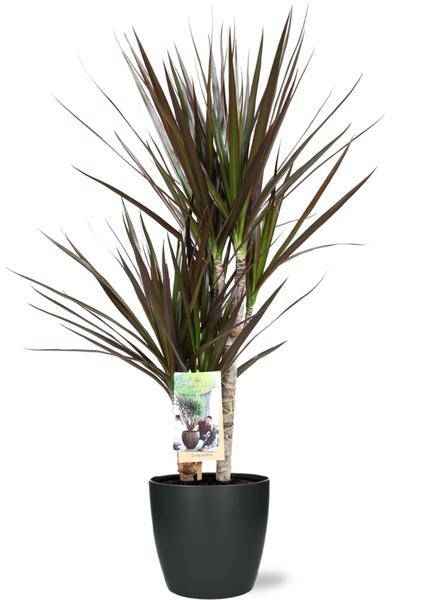 Image of Dracaena Magenta – Drachenbaum – Zimmerpflanze – Ø17cm – 80cm hoch – inkl. Brüssel Topf Anthrazit Ø18x17cm – pflegeleicht, dekorativ