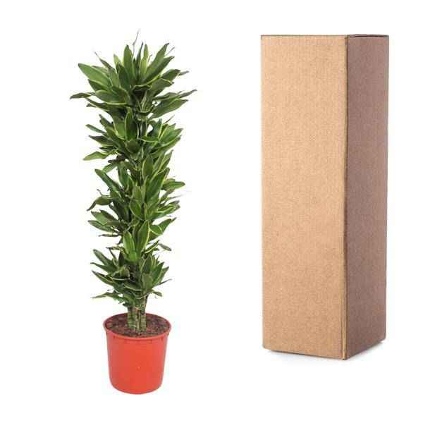 Image of Drachenbaum Dracaena Golden Coast – 200cm hoch – Ø34cm – Elegante Zimmerpflanze mit goldgrünem Blattwerk – Pflegeleicht & robust – für Zimmer & Büro