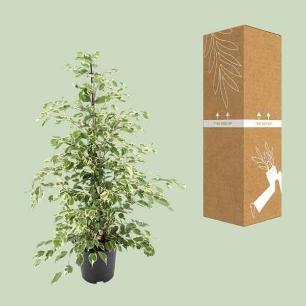 Image of Bikrenfeige Ficus benjamina 'Twilight' – Zimmerpflanze – ca. 95cm Höhe – Eleganter, grüner Blickfang für helle Innenräume
