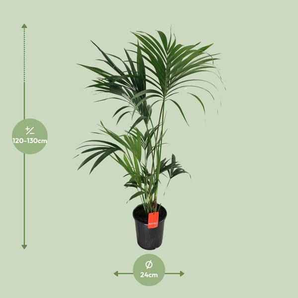 Image of Kentia – Palme Howea Forsteriana – Zimmerpflanze Ø24cm ↕130cm-1