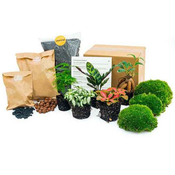 Image of Flaschengarten Set Lancifolia – pflegeleichter Flaschengarten im Glas, Pflanzen Terrarium für Wohnzimmer & Büro