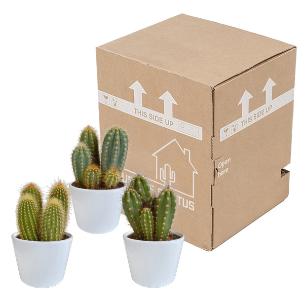 Image of Cereus Mix – 3Zimmerpflanzen – Ø10,5cm – Verschiedene Säulen – & Stabkakteen im weißen Topf – Pflegeleichte Kakteen für Fensterbank, Büro & Wohnzimmer-2
