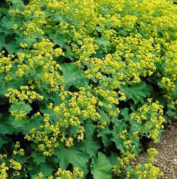 Image of Weicher Frauenmantel Alchemilla mollis – ↕10-25cm – Ø9cm – 12 Pflanzen – Bodendecker & Staude für Beete, schattige Plätze & Garten