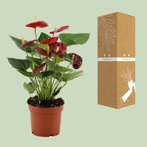 Image of Anthurium Calon – Flamingoblume – Zimmerpflanze – Ø12cm – ↕36cm – Tropische Blühpflanze mit herzförmigen Blüten – Luftreinigend & pflegeleicht