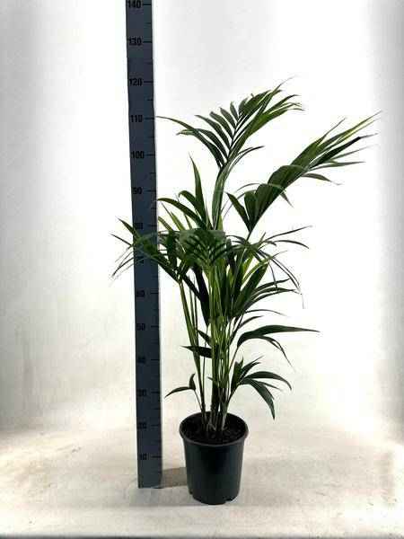 Image of Kentia Palme – Howea forsteriana – Ø21cm – ca. 110cm hoch – Pflegeleichte & luftreinigende Zimmerpflanze-0