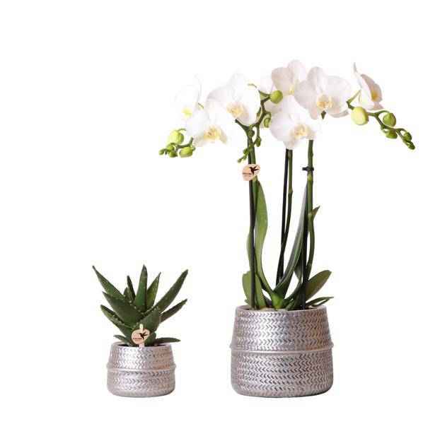 Image of Orchideen – Set mit weißer Phalaenopsis Amabilis Ø9cm & Sukkulente Crassula Ovata Ø6cm – In silber – goldenen Keramiktöpfen – Geschenkidee-0