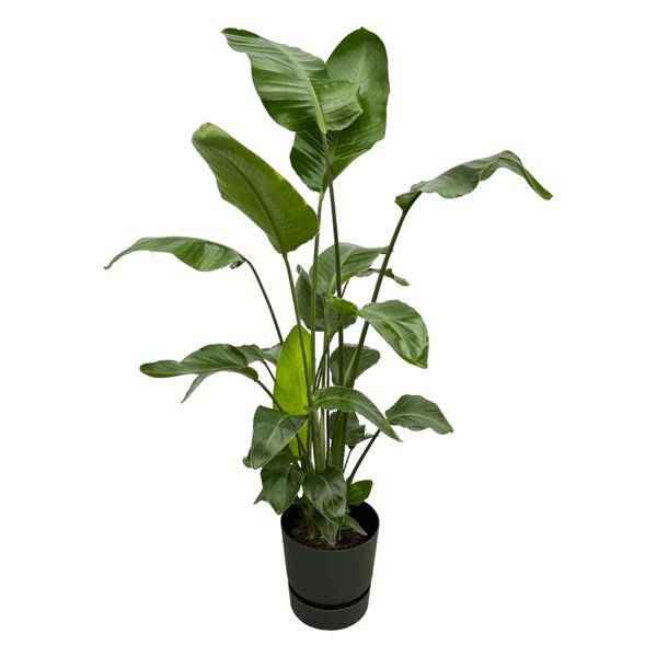 Image of Strelitzia Nicolai – Baum – Strelitzie – Zimmerpflanze ca. 160cm – Ø30cm – inkl. Pflanzgefäß Greenville Schwarz – Weißer Paradiesvogel