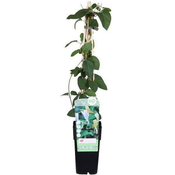 Image of Gelbbunte Geißschlinge – Lonicera japonica ‘Halliana’ – Ø15cm x ↕65cm – Weiß – gelbe, stark duftende Kletterpflanze-0