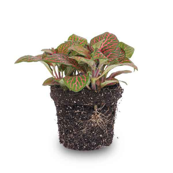 Image of Fittonia Rot – Mosaikpflanze – Zimmerpflanze – Terrarienpflanze – Ø9cm – Tropische Pflanze mit roten & grünen Blättern