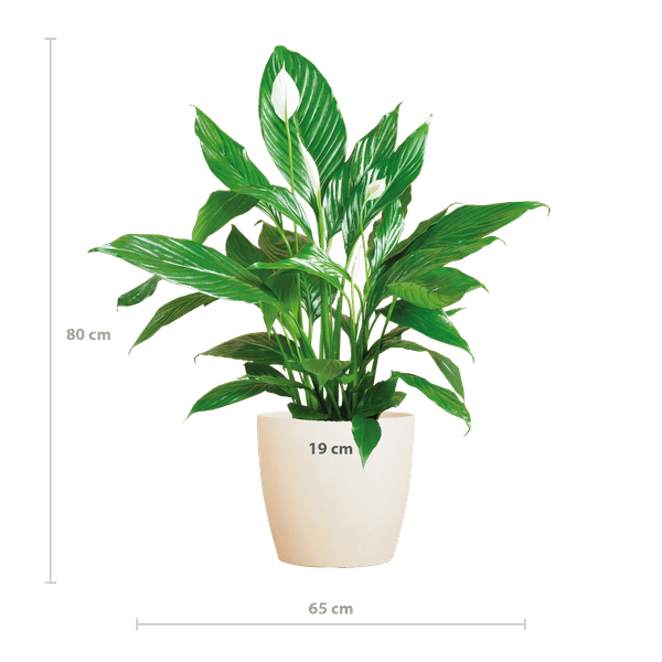 Image of Spathiphyllum Sweet Lauretta – Scheidenblatt – Zimmerpflanze inkl. Übertopf – ↕80cm – Ø21cm – Friedenslilie mit eleganten weißen Blüten